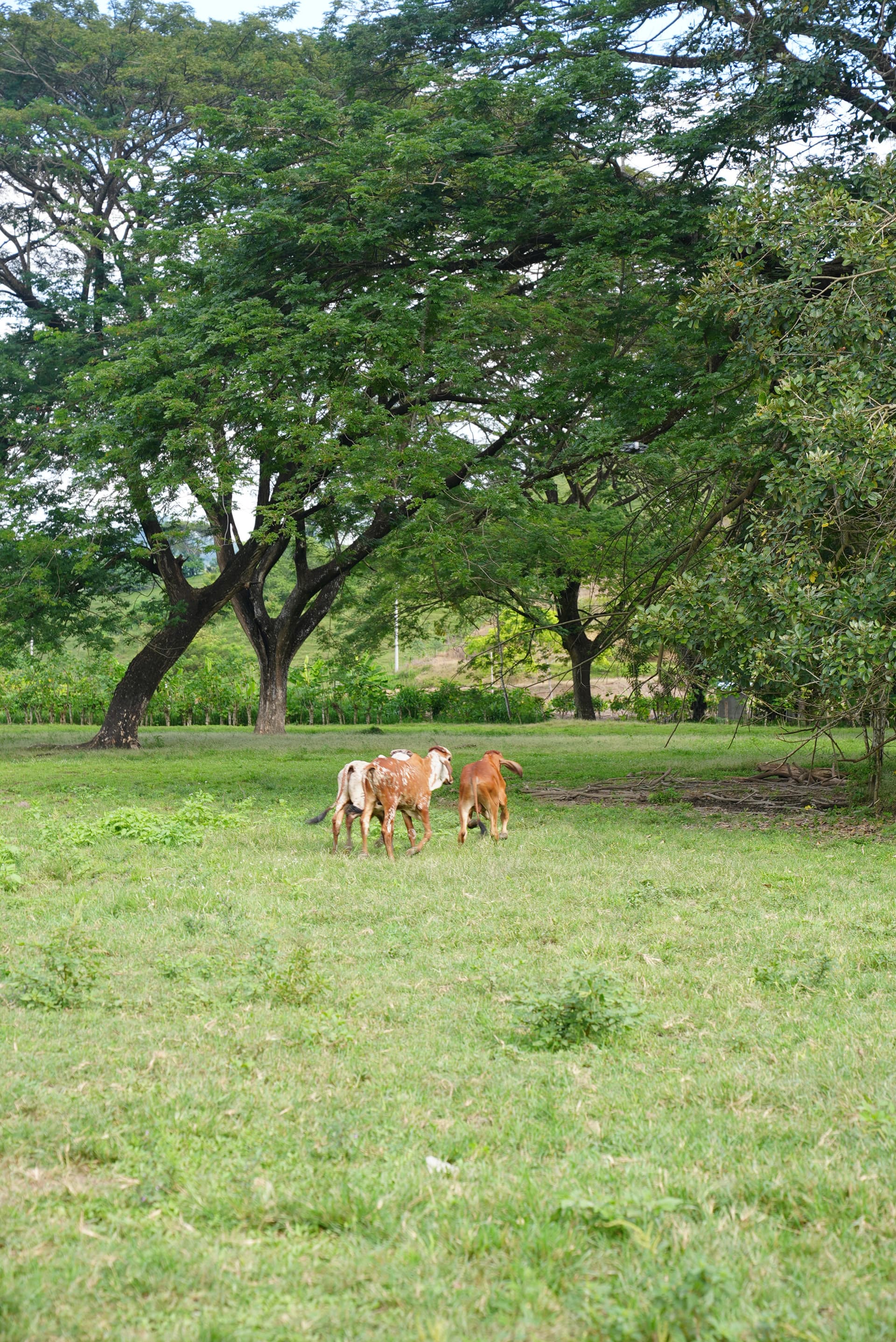 Ganadería en Olmedo, Manabí — 5