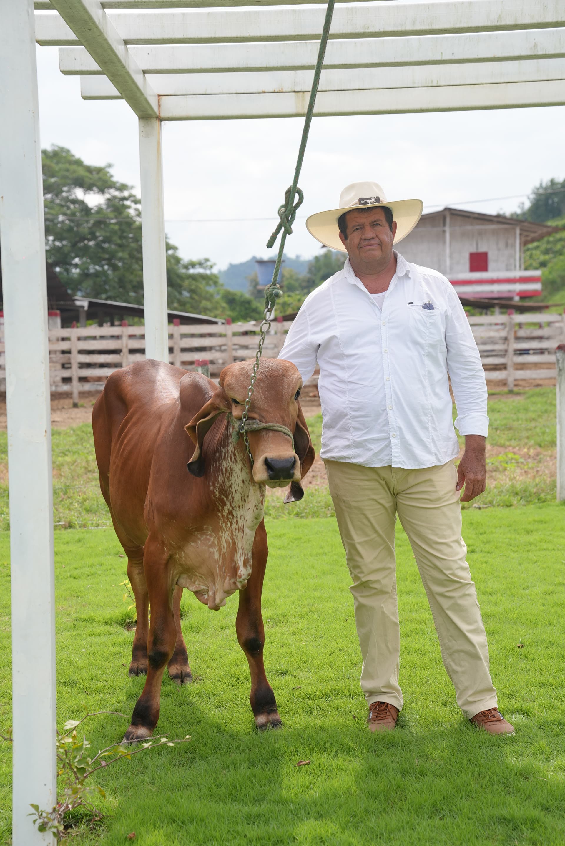 Ganadería en Olmedo, Manabí — 9