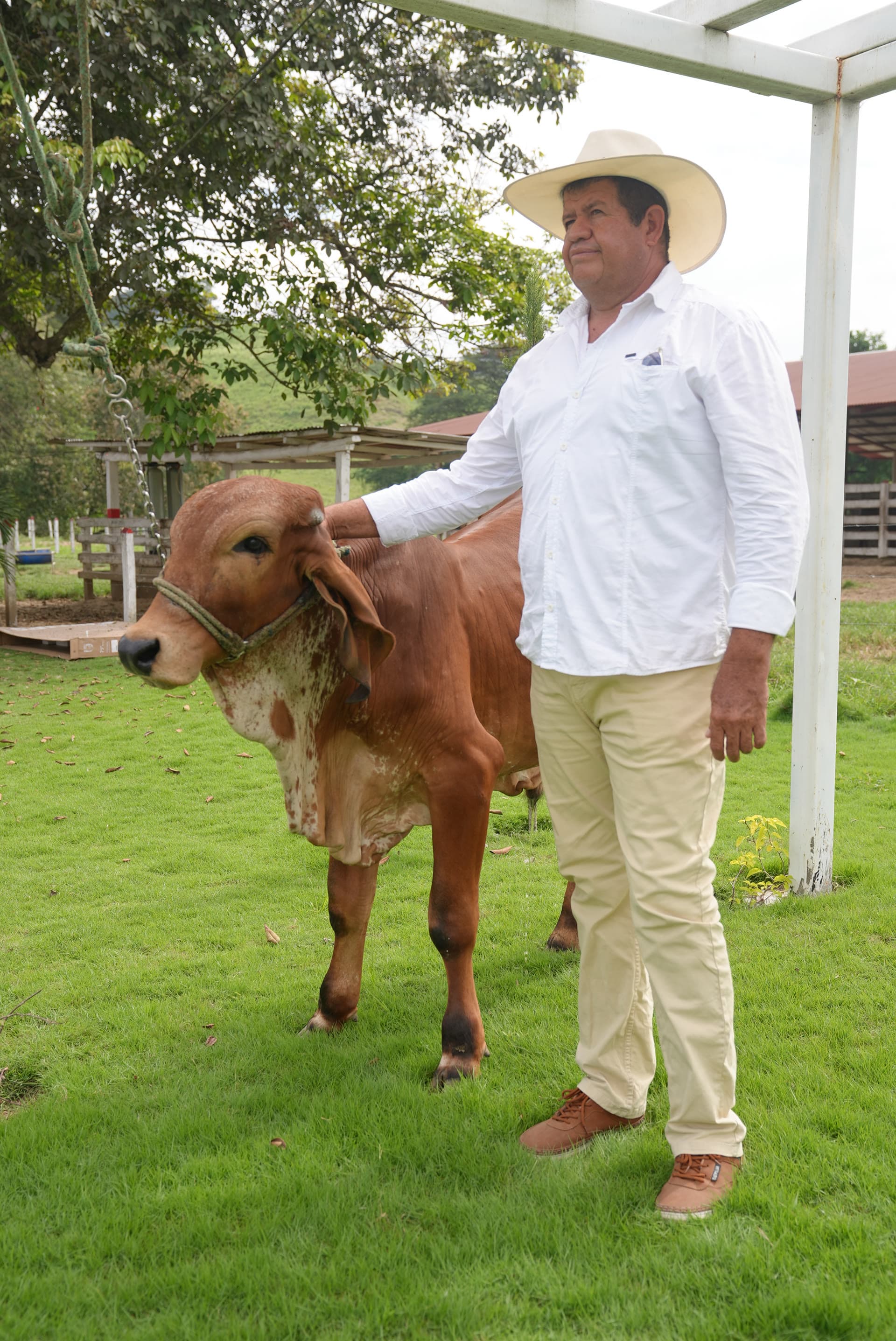 Ganadería en Olmedo, Manabí — 7