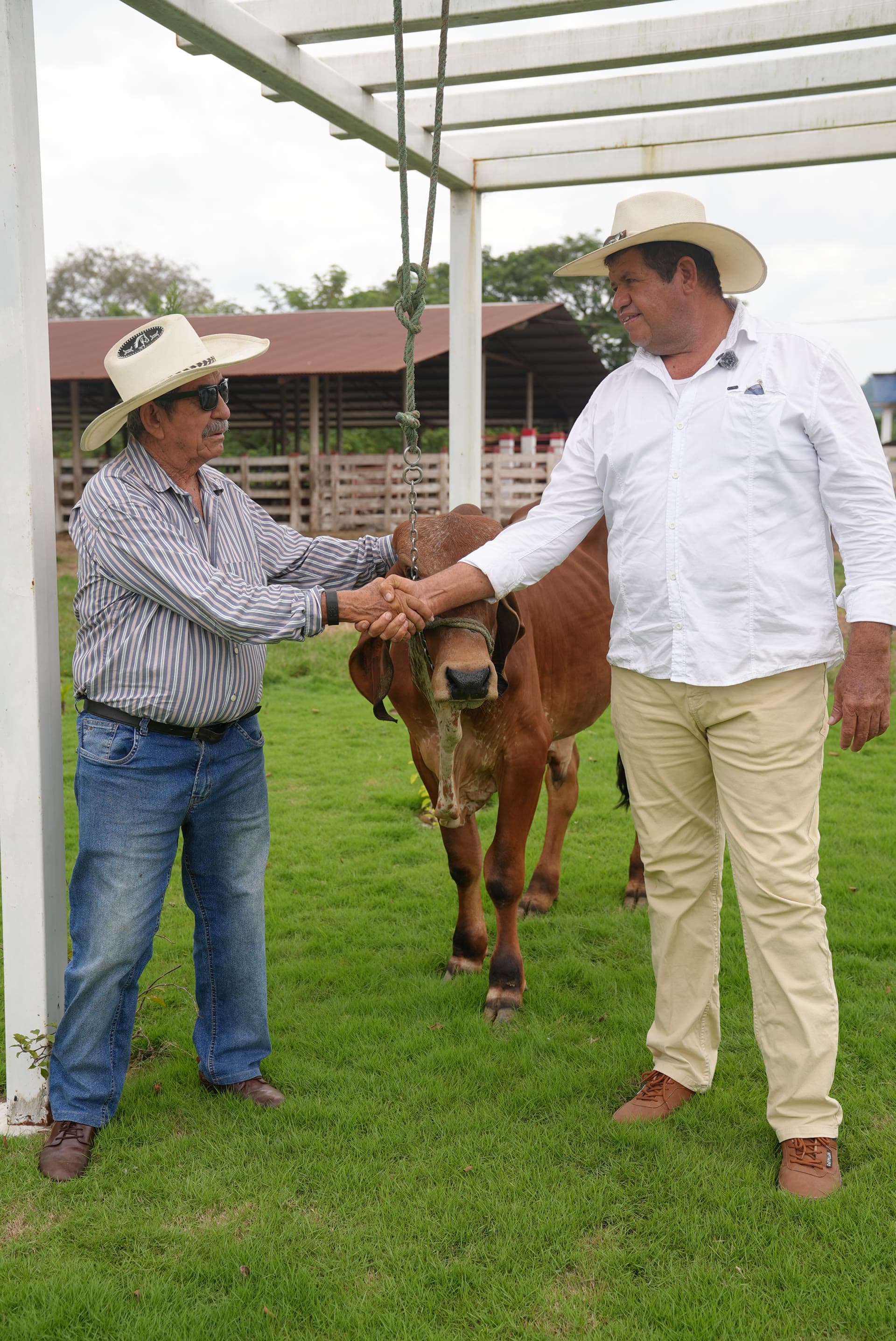 Ganadería en Olmedo, Manabí — 8