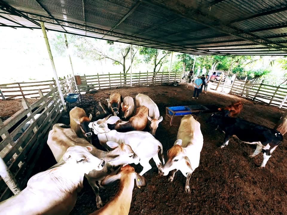 Ganadería en el cantón Olmedo, Manabí, Ecuador